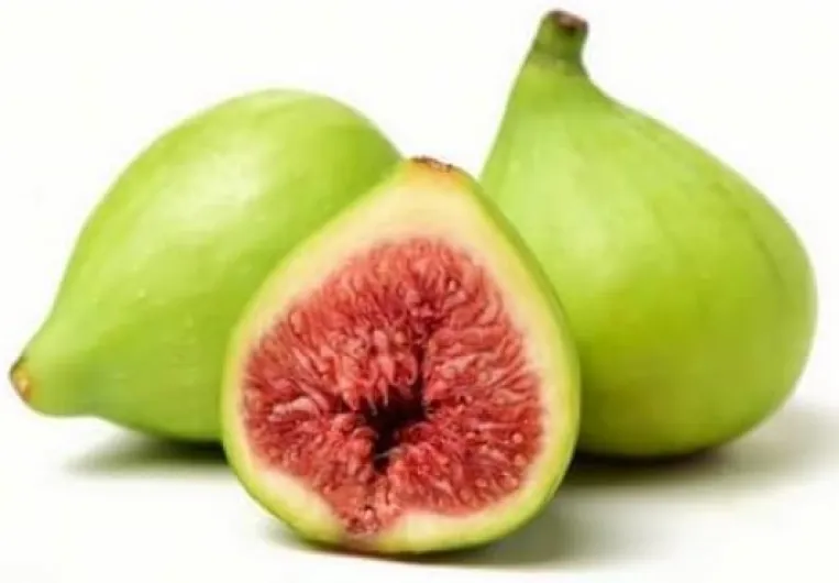 Figuier BIO - 30mL - (Ficus Carica) – Macérat concentré de bourgeons frais 30 mL