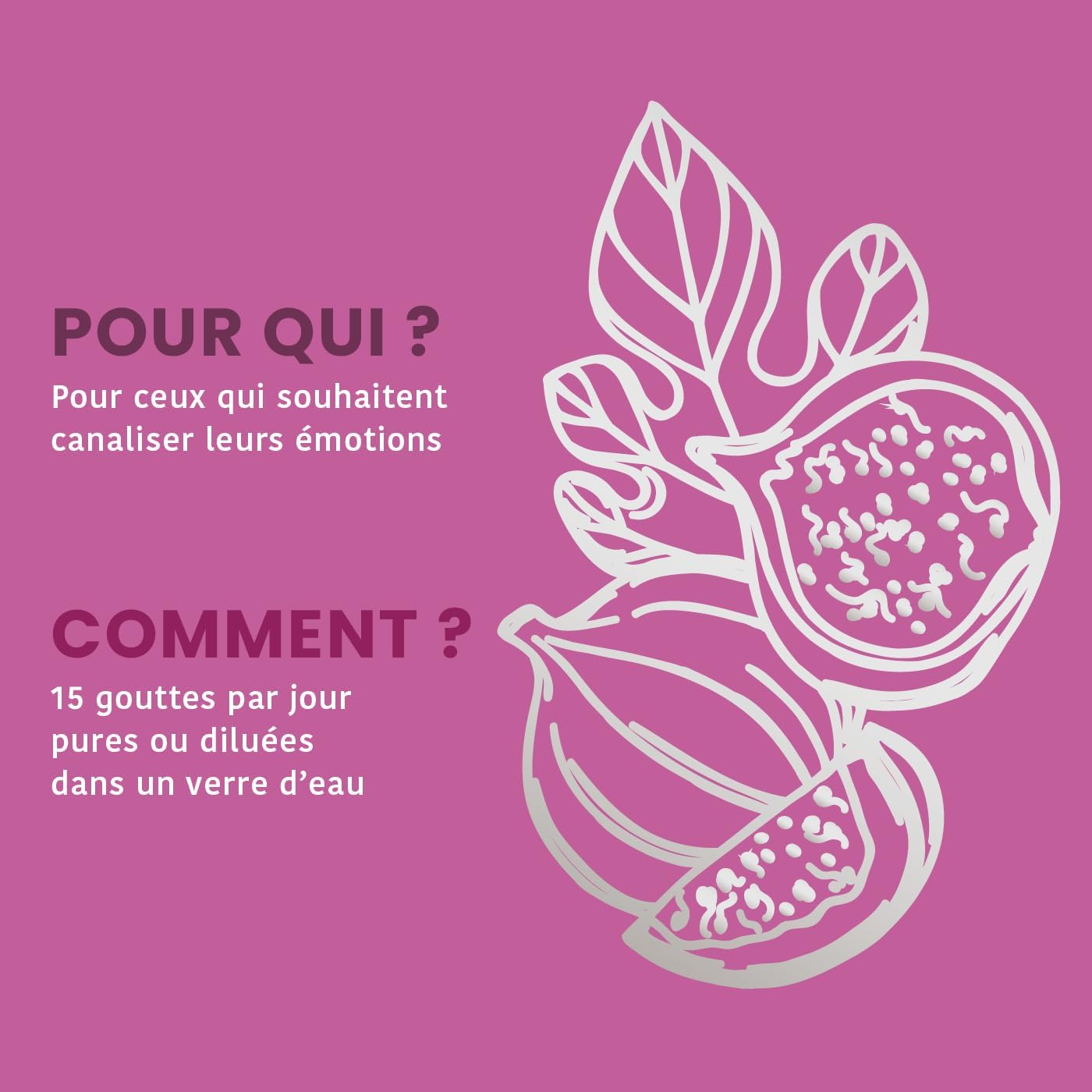 Figuier Bio - Macérat de bourgeons - Bourgeon de Figuier Bio - Bourgeon Frais - Gémmothérapie - Complément alimentaire anti stress - Flacon de 30 ml - France (Lot de 2)