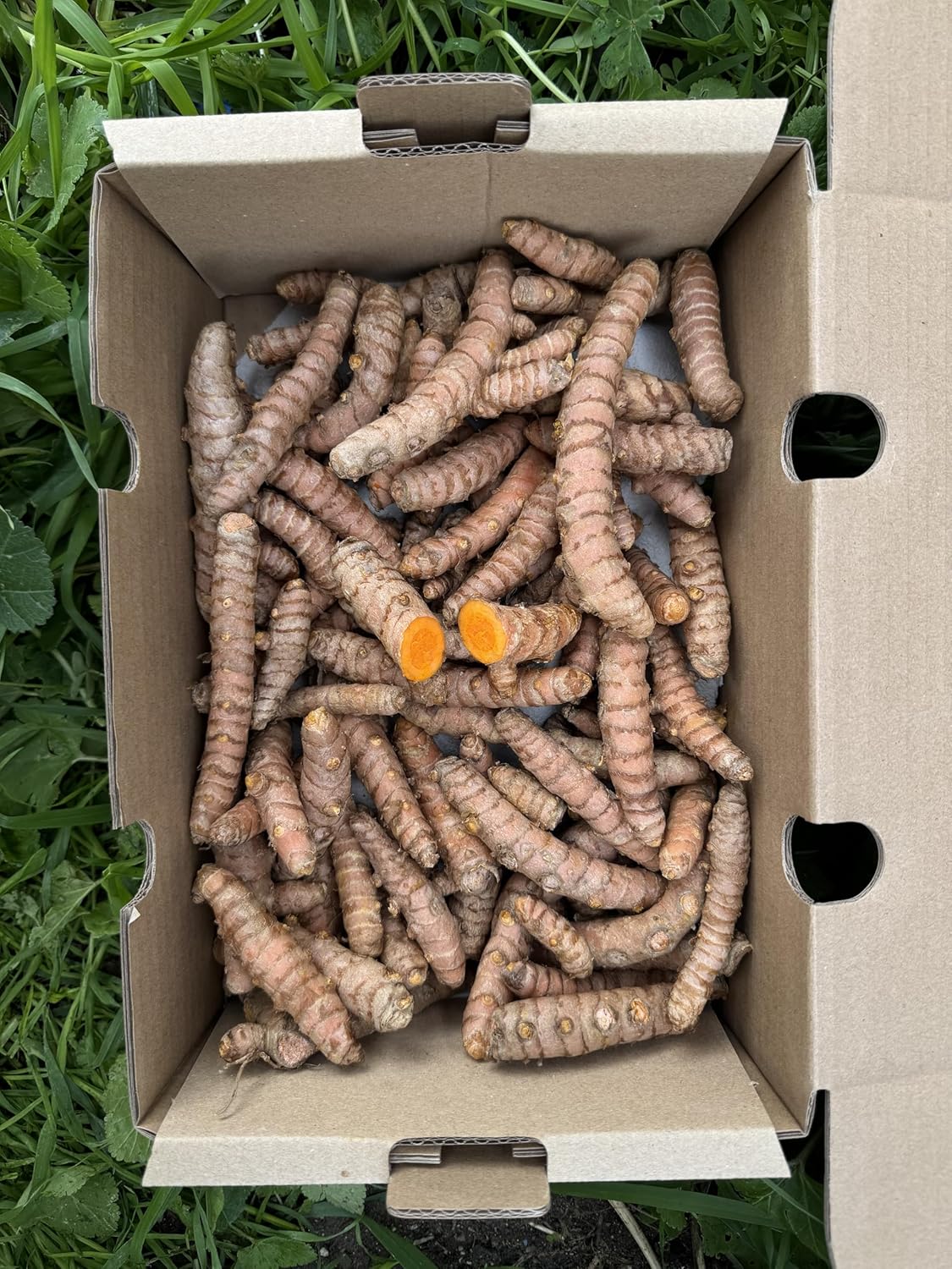 Curcuma frais 500 g - Curcuma racine naturelle de production locale à Malaga - Culture locale - Goût intense et arôme naturel - Pour infusions, jus, shots et cuisine