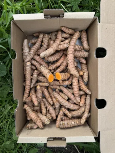 Curcuma frais 500 g - Curcuma racine naturelle de production locale à Malaga - Culture locale - Goût intense et arôme naturel - Pour infusions, jus, shots et cuisine