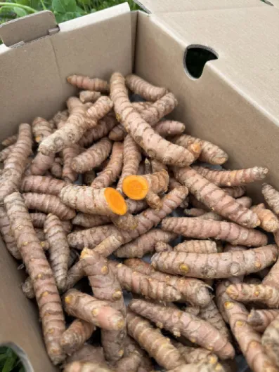 91F09vE3t1L._AC_SL1500_