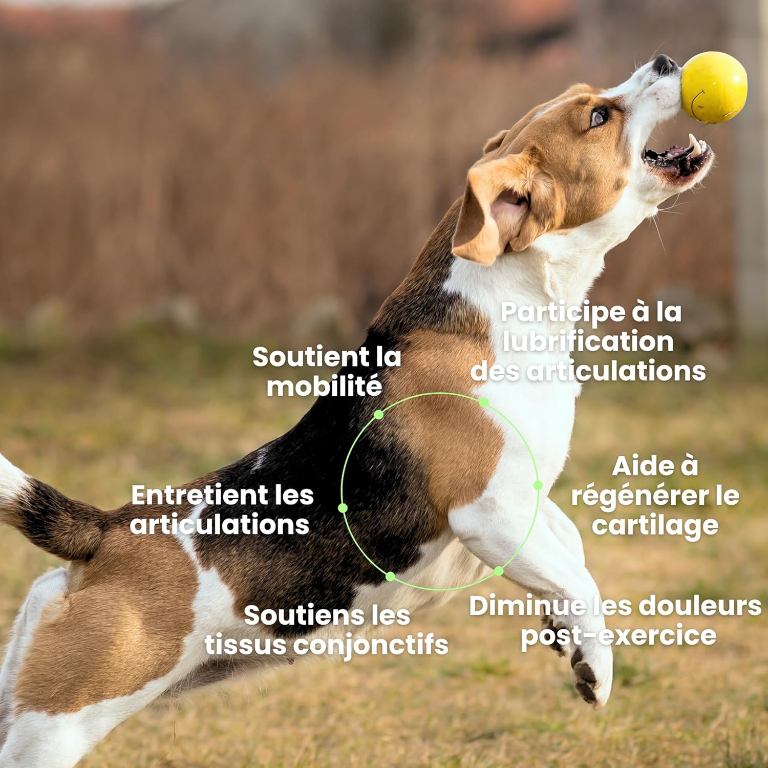 Articulations - 120 Compléments Alimentaires Premium pour Chiens - Anti-Arthrose, Améliore la Mobilité Articulaire et le Cartilage - Marque Française - Formule Vétérinaire - Au Poulet - 300 gr