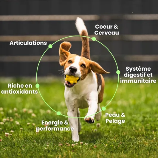 8 en 1 - 120 Compléments Alimentaires Premium Multi-Vit pour Chiens - Vitalité, Probiotiques, Articulations, Pelage, Coeur, Cerveau - Marque Française - Formule Vétérinaire - Au Poulet - 300gr