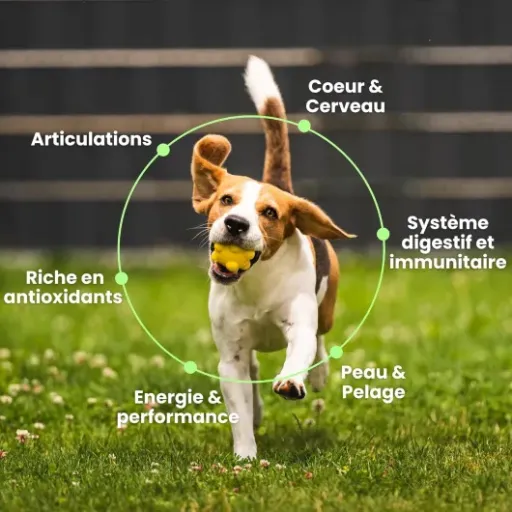 Test Besti 8 en 1 : des friandises multi-vit pour chien qui font (globalement) le job