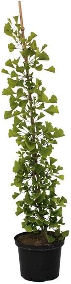PLANTE GINKGO BILOBA VIVAI VALTELLINA Plante de 1 an 30-40 cm