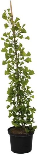 PLANTE GINKGO BILOBA VIVAI VALTELLINA Plante de 1 an 30-40 cm