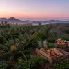 Bromelium : un complément à base de bromélaïne et de plantes pour les articulations et les muscles
